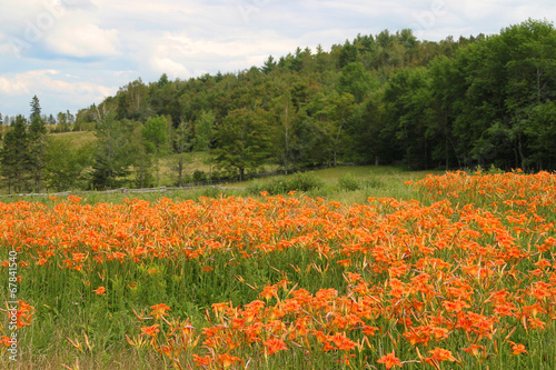 Fototapeta Naklejka Na Ścianę i Meble -  Tiger lilies in the rural field
