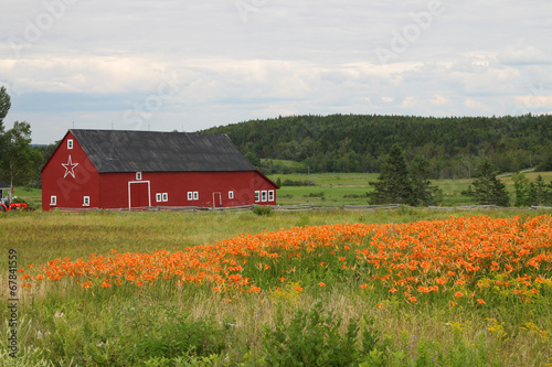 Rural barn and tiger lilies