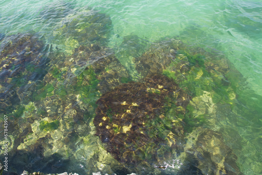 Sea moss on the rocks
