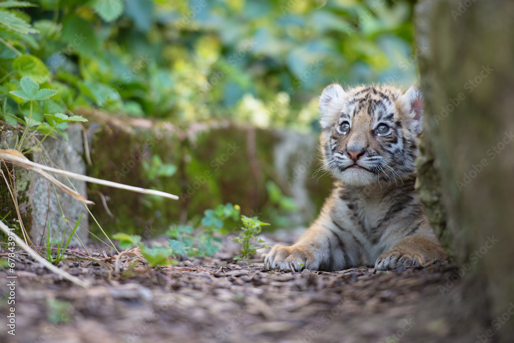 Naklejka premium Tigerbaby (Panthera tigris)