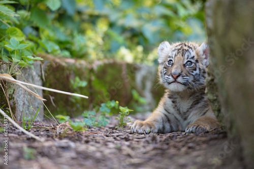 Fototapeta Naklejka Na Ścianę i Meble -  Tigerbaby (Panthera tigris)