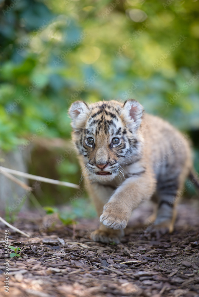 Naklejka premium Tigerbaby (Panthera tigris)