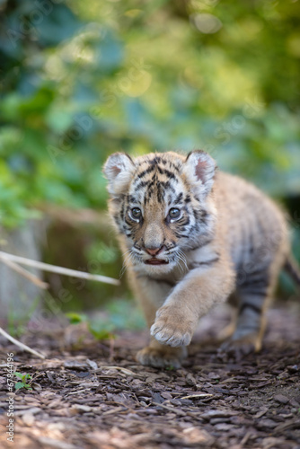 Tigerbaby (Panthera tigris) © Stefan Simmerl