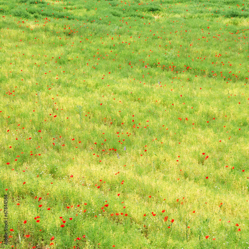 Abstract green field with corn poppy flowers
