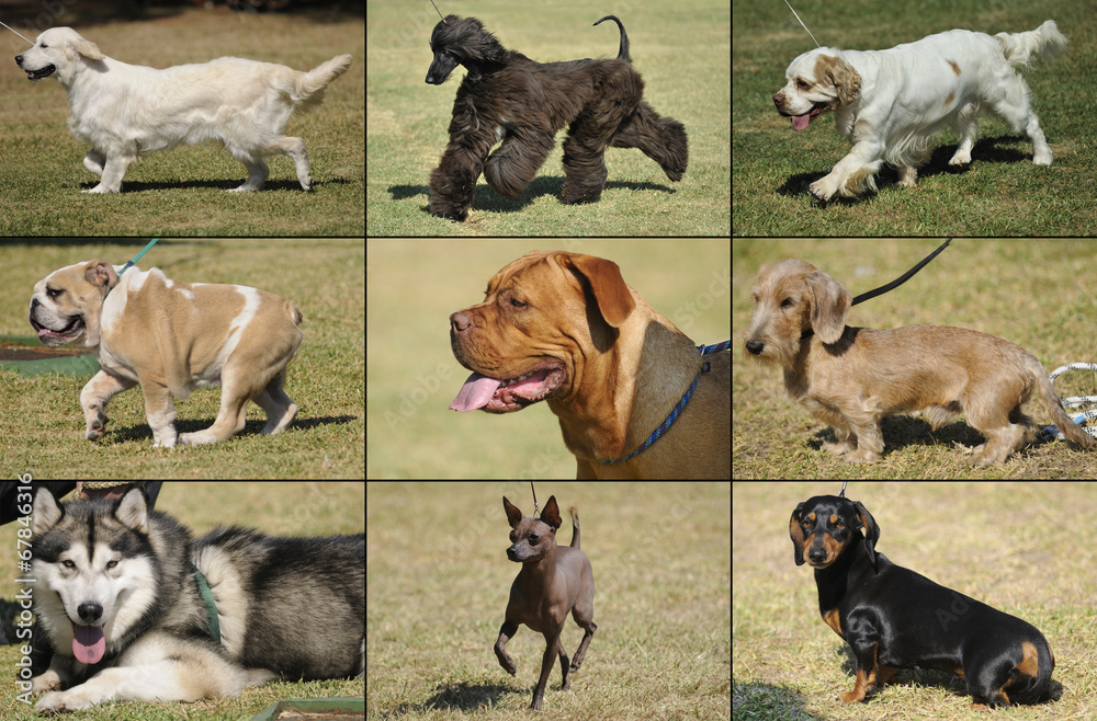 Collage breeds of dogs in the grass