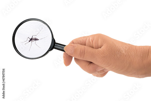 Tiger aka forest mosquito under magnifying glass - Aedes albopic