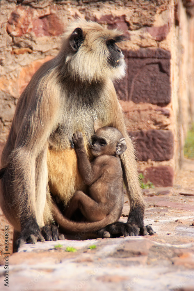 Gray langur (Semnopithecus dussumieri) with a baby sitting at Ra