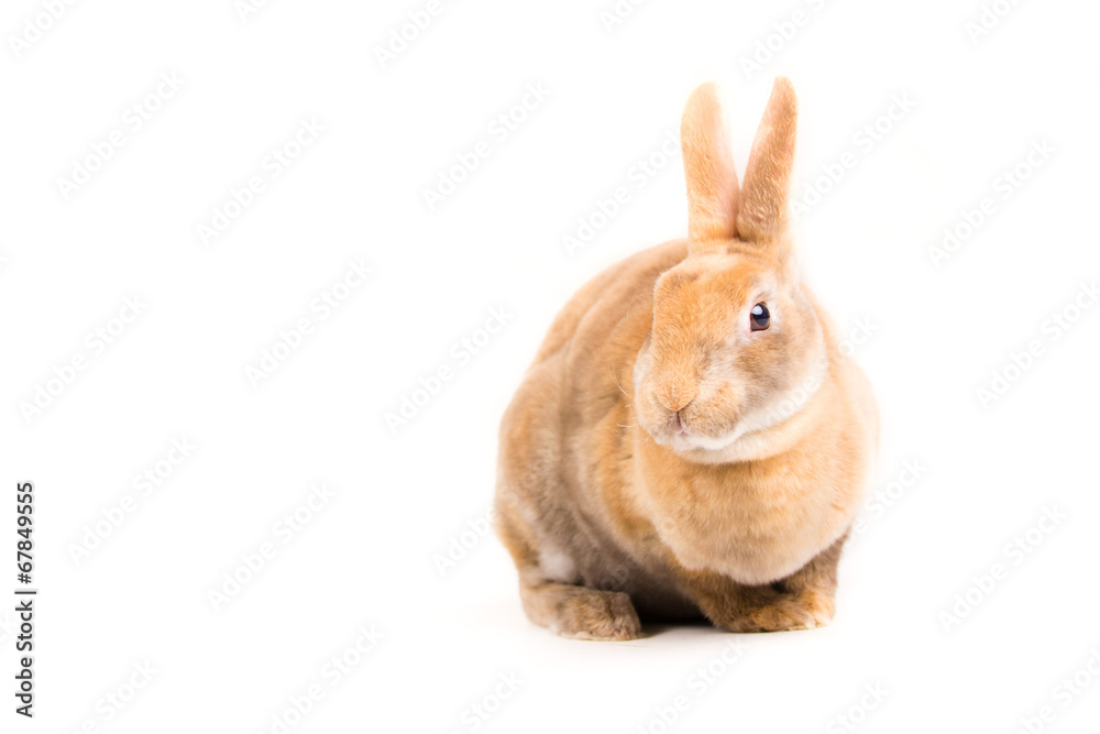 Fototapeta premium Rabbit