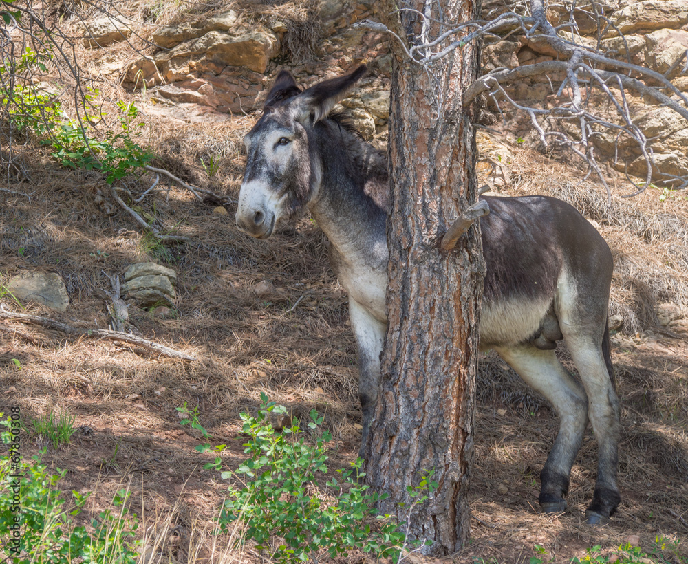 Scared animal donkey hiding behind tree