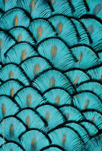 Turquoise Feathers