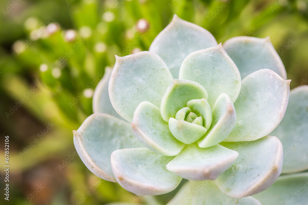 succulent in chiangmai Thailand succulent in chiangmai Thailand