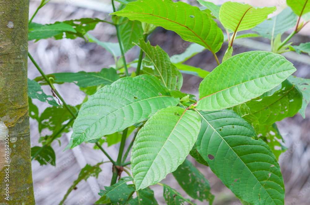 mitragyna speciosa korth (kratom) a drug from plant mitragyna speciosa korth (kratom) a drug from plant