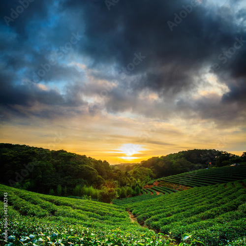Fototapeta Naklejka Na Ścianę i Meble -  Tea garden sunset
