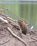 Baby Beaver on Lodge in Pond
