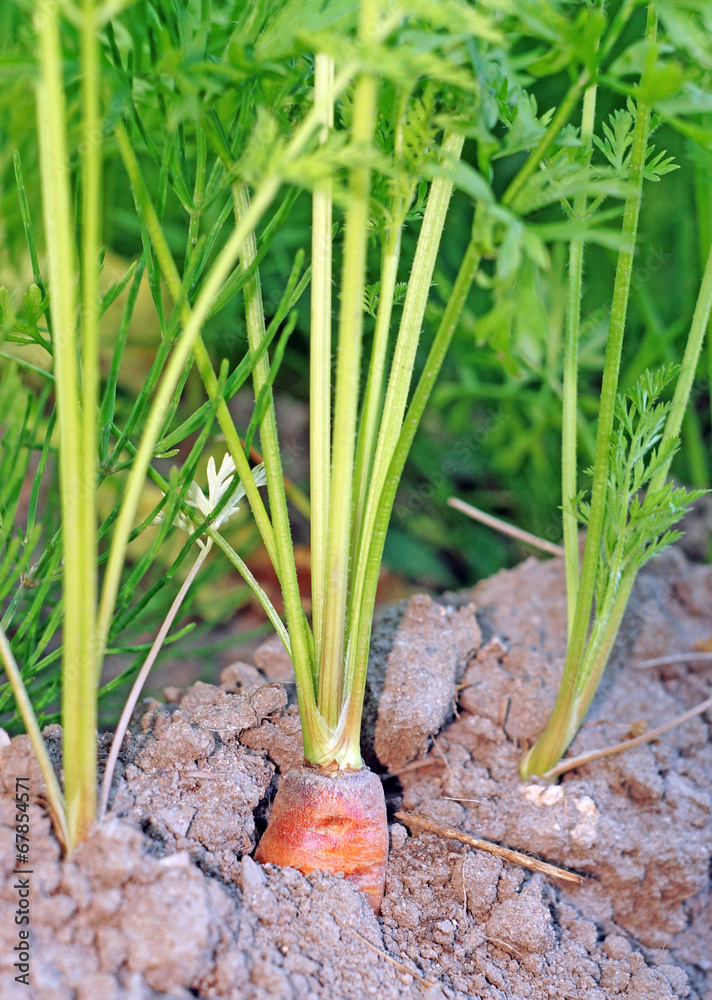 Fototapeta premium Carrots in the ground closeup