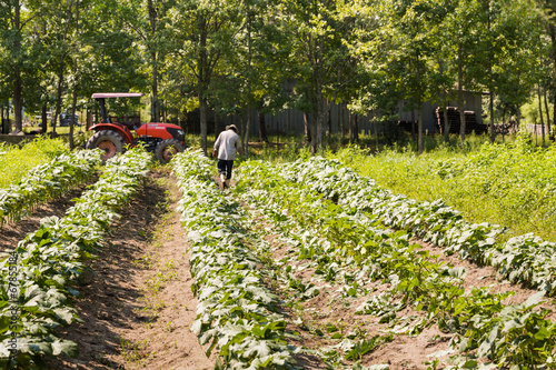 Farming photo