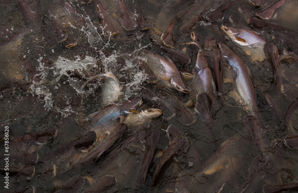 Many Pangasiidae fish in pond.