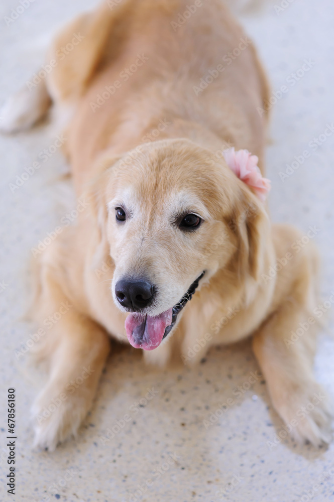 Golden Retriever dog