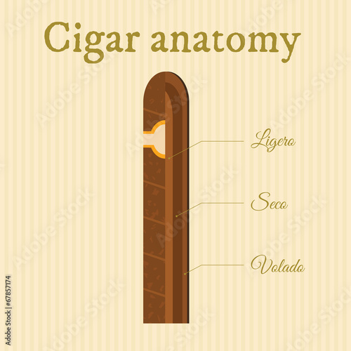 cigar anatomy