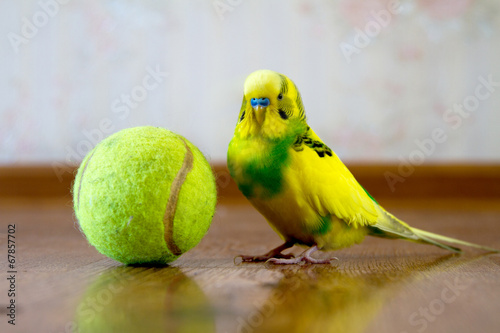 wavy parrot on the floor next to a tennis ball photo