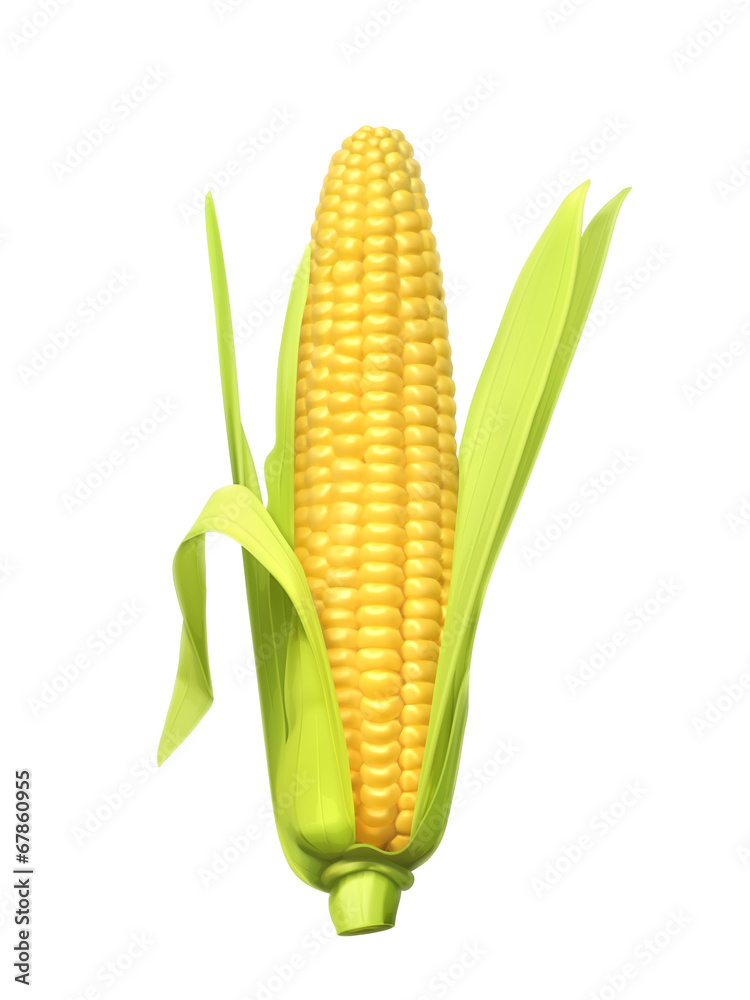 Ripe corn ear, vector illustration Ripe corn ear, vector illustration