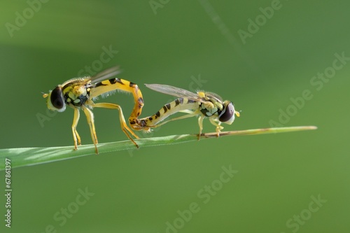 Ditteri, mating photo