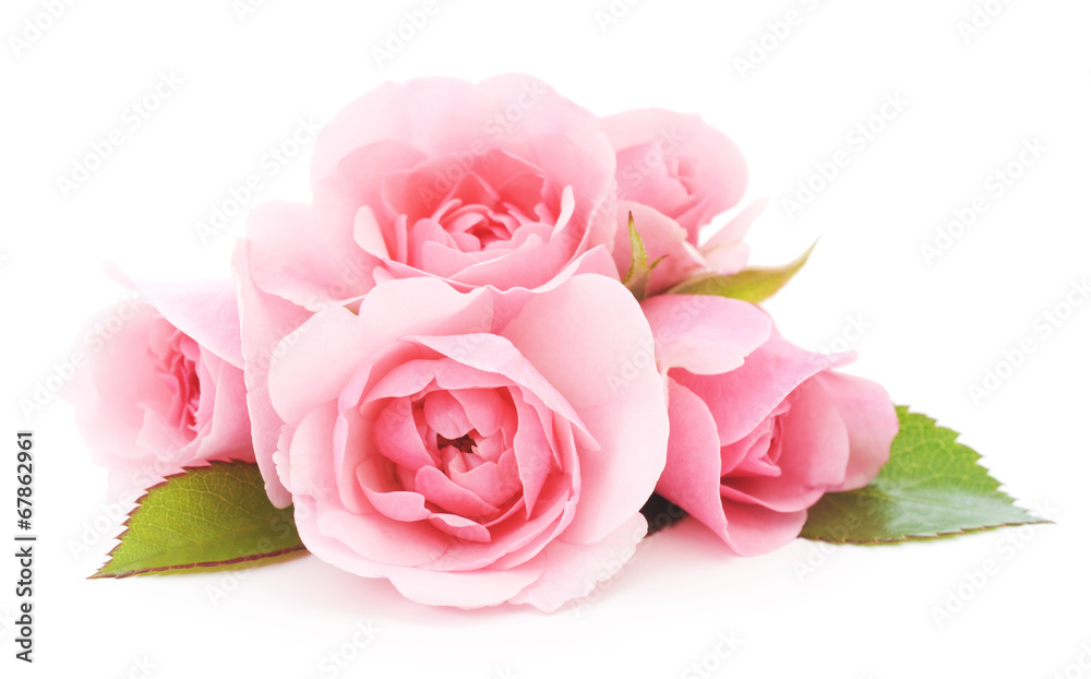 Naklejka premium Pink Roses