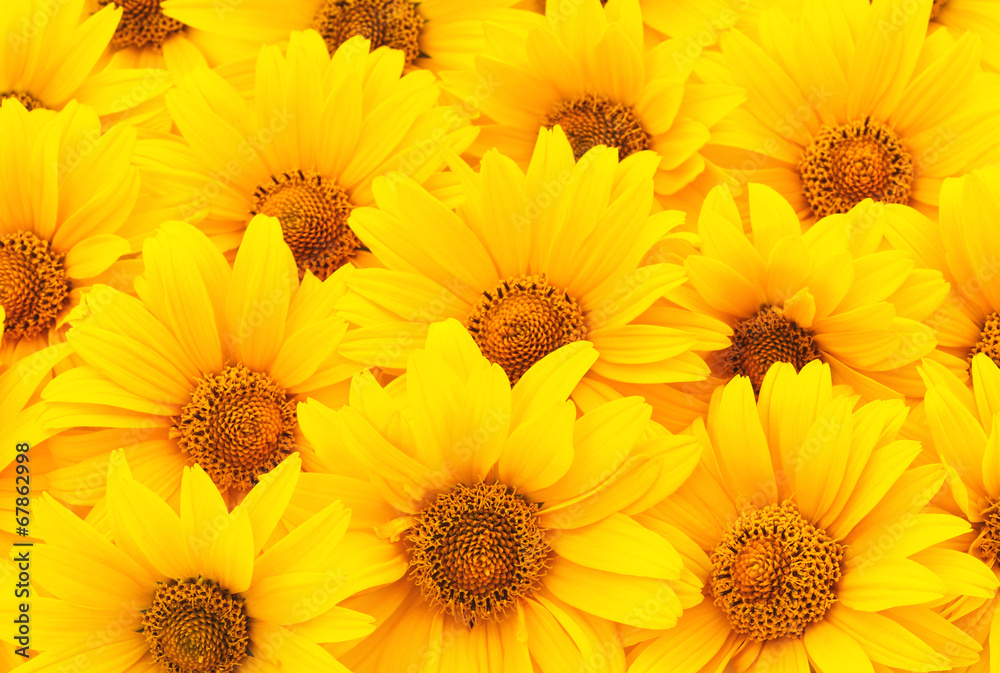 Naklejka premium Sunflowers