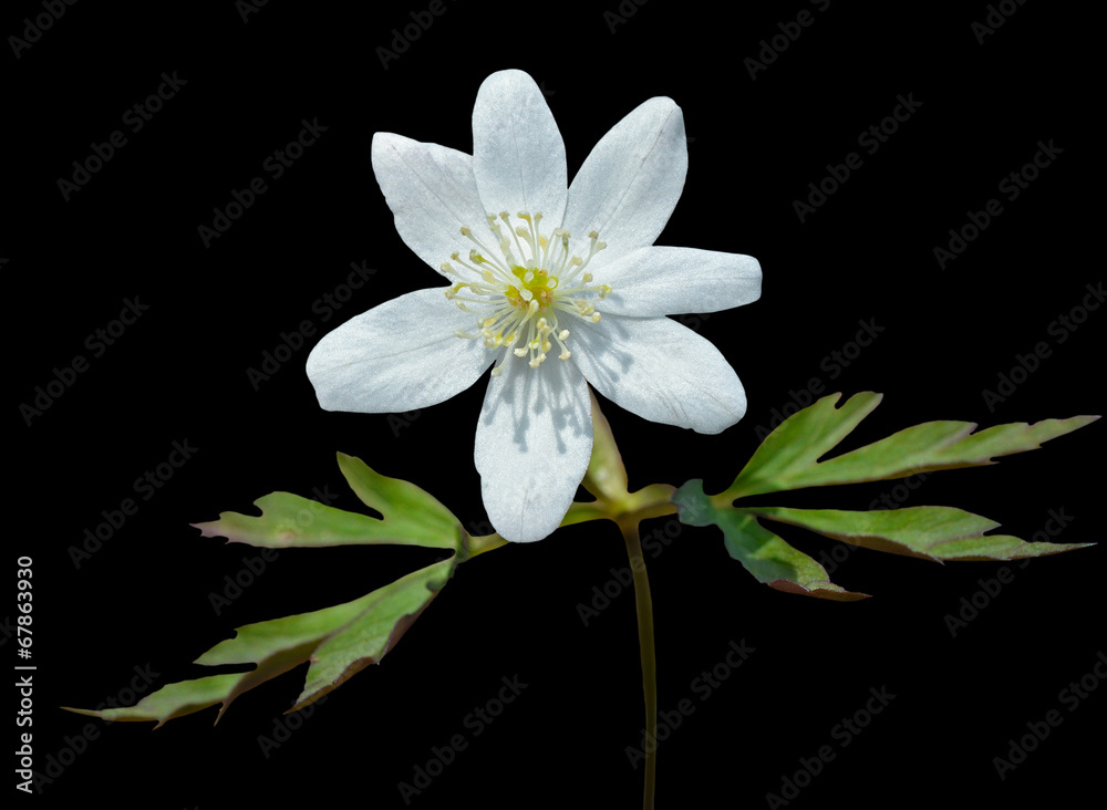 Flower of anemone 4