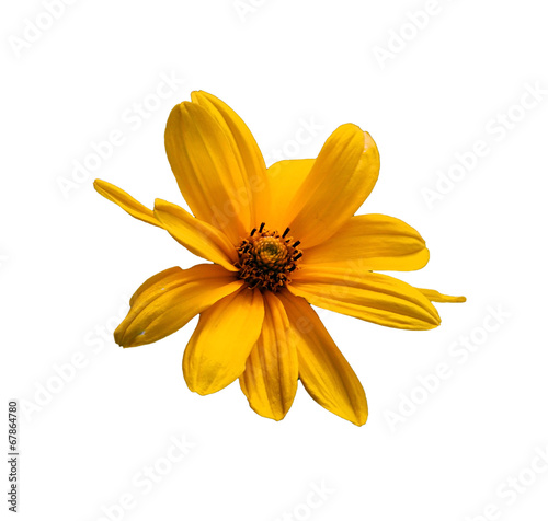 saturated yellow daisy