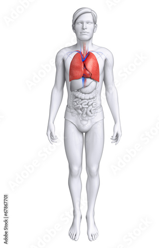 Male lungs anatomy