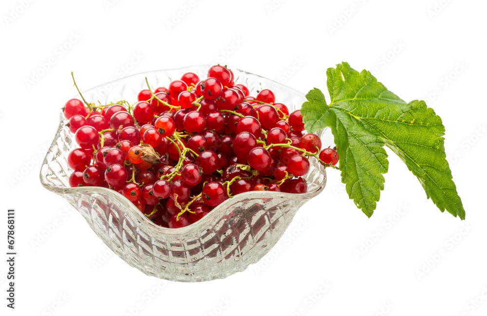 Red currant Red currant