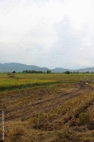 Rice field in Northern Thailand.