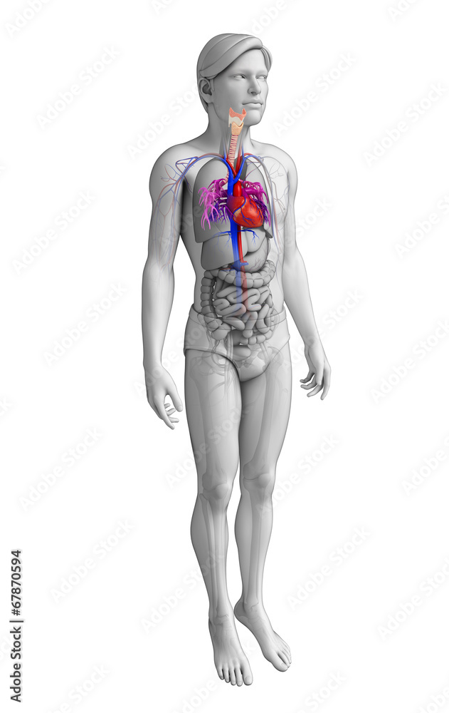 Male heart anatomy