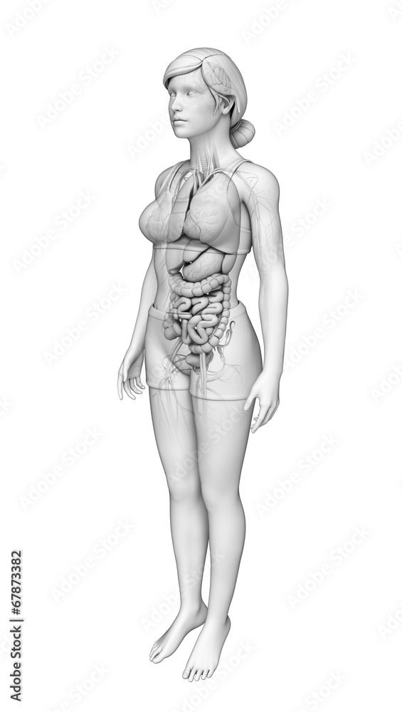 Digestive system of female anatomy Digestive system of female anatomy
