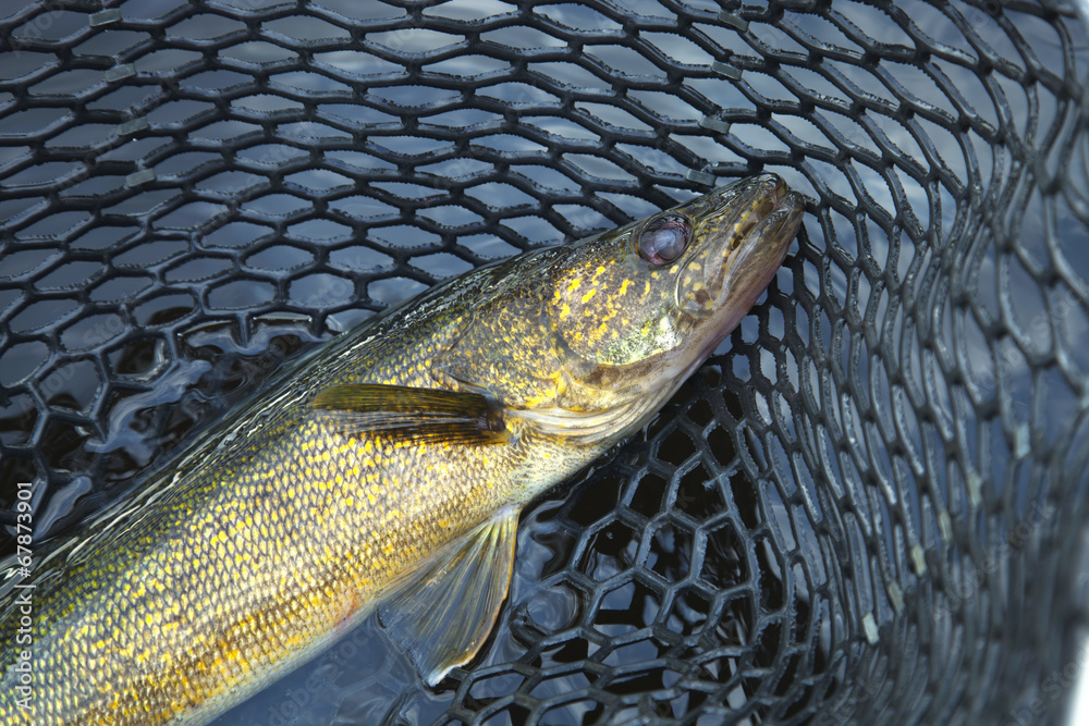 Close up shot of nice walleye in a fishing net Stock Photo