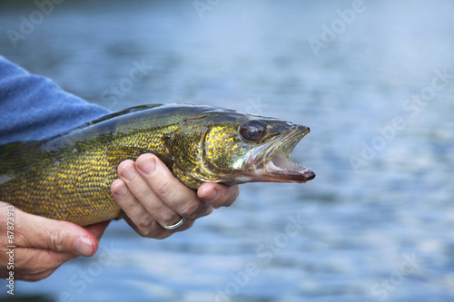 Walleye close up held by a fisherman