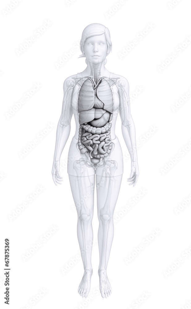Digestive system of female body