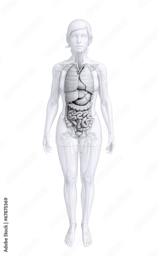 Digestive system of female body Digestive system of female body