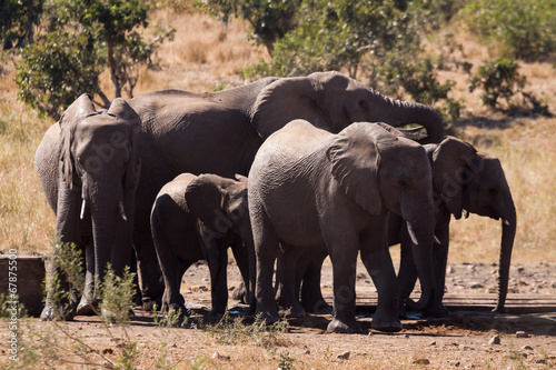 A small herd of elephants drinking at a man made waterhole