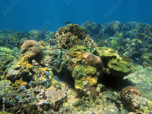 Underwater landscape in coral reef Caribbean sea