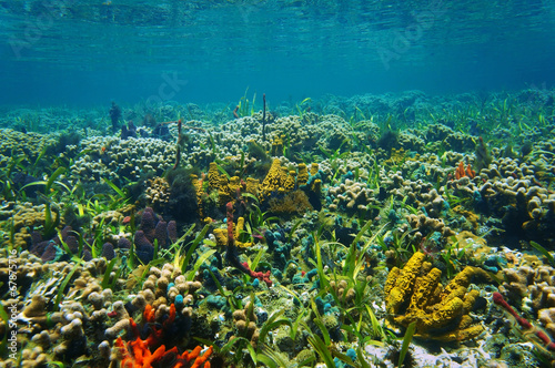 Underwater landscape on a colorful seabed