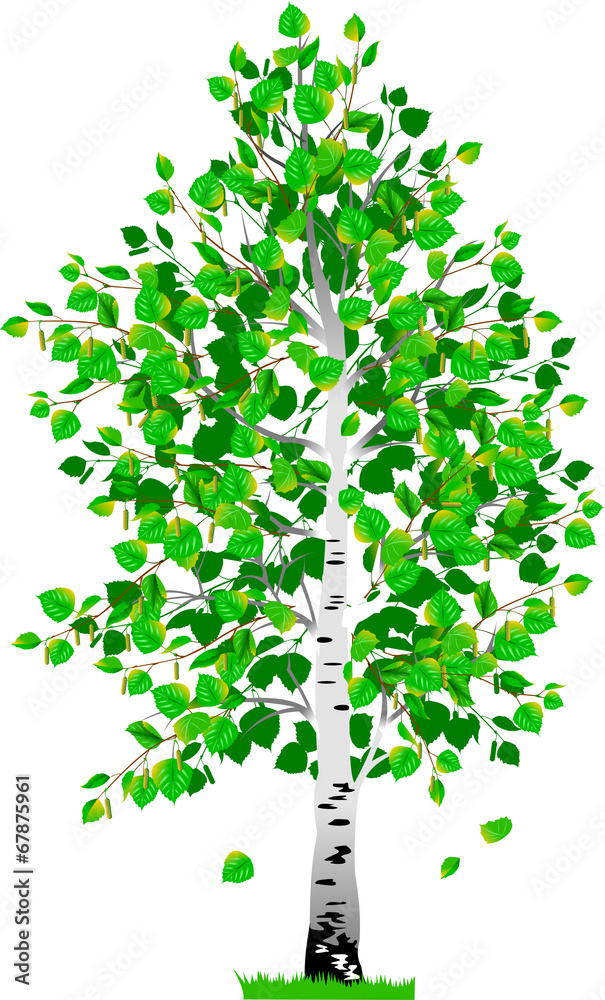 birch Stock Vector | Adobe Stock