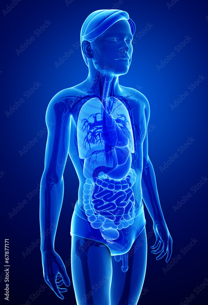 Xray digestive system of male body artwork Xray digestive system of male body artwork
