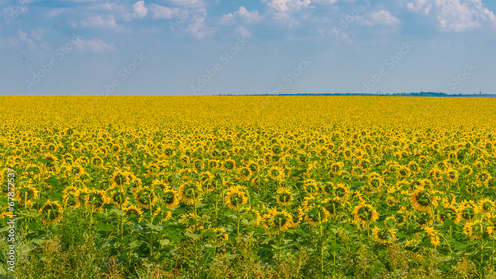 Sunflowers, Ukraine, Dnipropetrovsk region, 22.07.2014.
