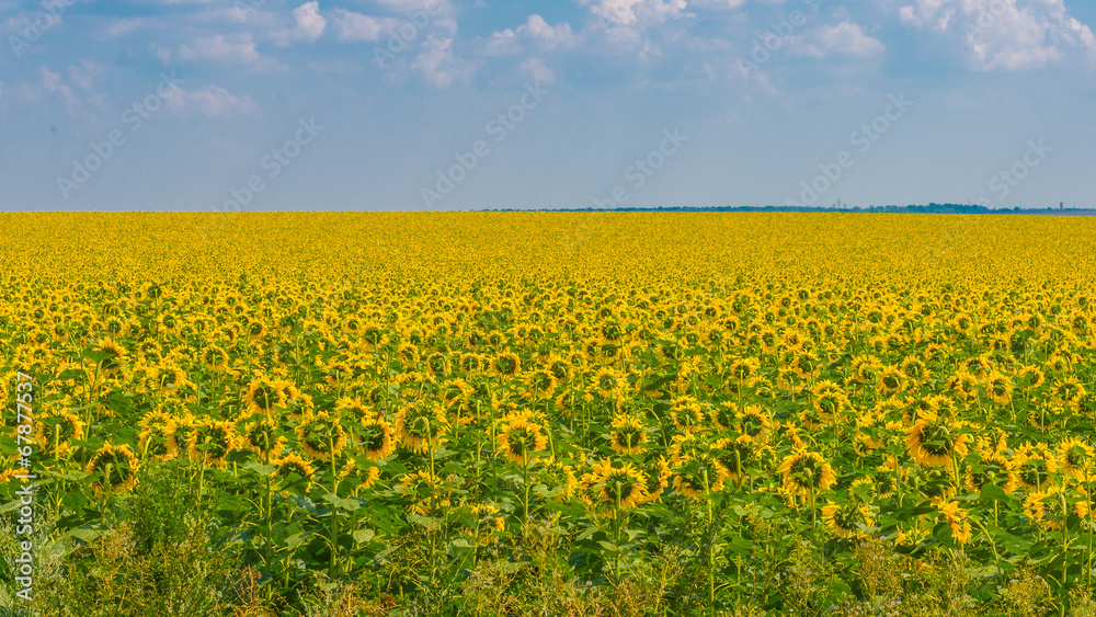 Sunflowers, Ukraine, Dnipropetrovsk region, 22.07.2014. Sunflowers, Ukraine, Dnipropetrovsk region, 22.07.2014.
