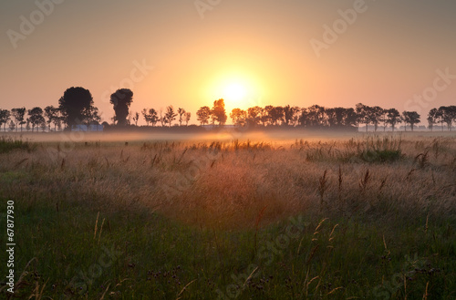 sunrise over misty meadow