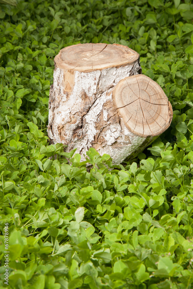 tree stump on the grass tree stump on the grass