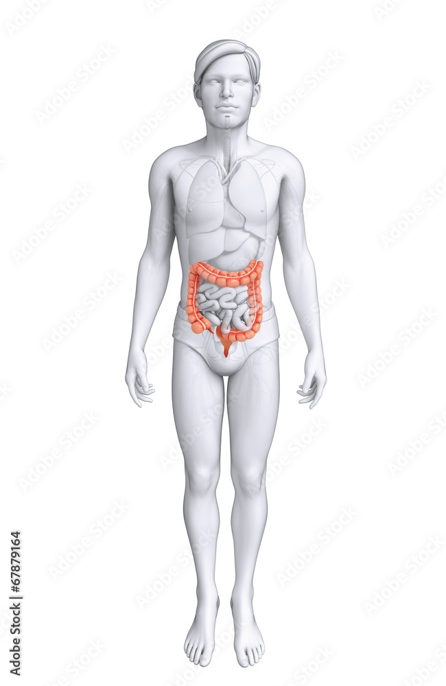 Male large intestine anatomy