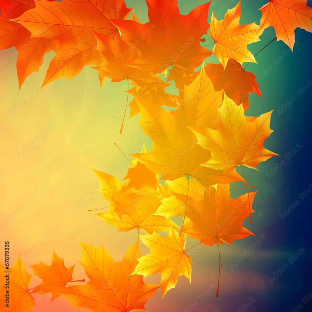 Obraz premium Beautiful autumn Leaves.